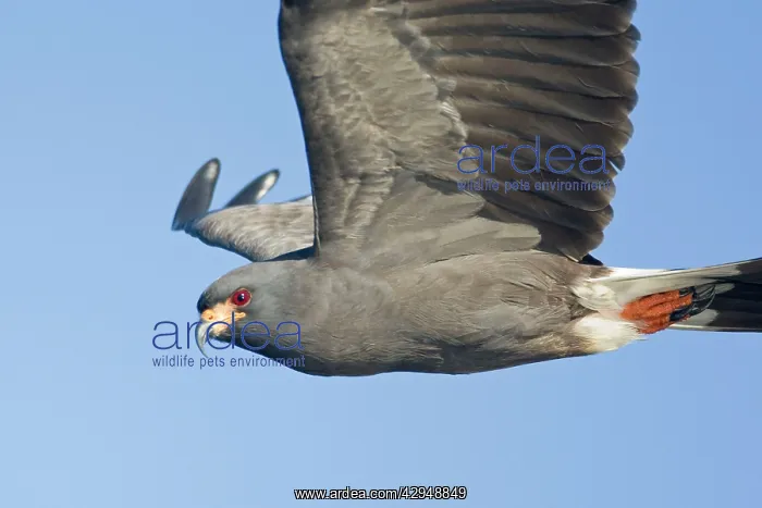 : Snail Kite - male in flight : Snail Kite - male in flight