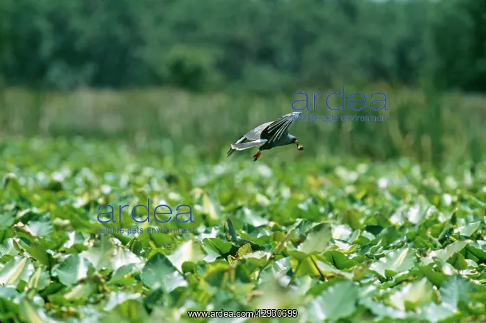 : Snail KITE - male, flying, with apple snail : Snail KITE - male, flying, with apple snail