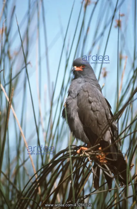 : SNAIL KITE - Male in reeds : SNAIL KITE - Male in reeds