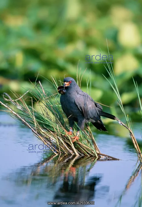 : Snail Kite - male, with snail : Snail Kite - male, with snail