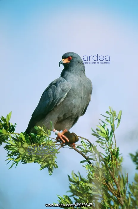 : Snail KITE - male, with snail : Snail KITE - male, with snail