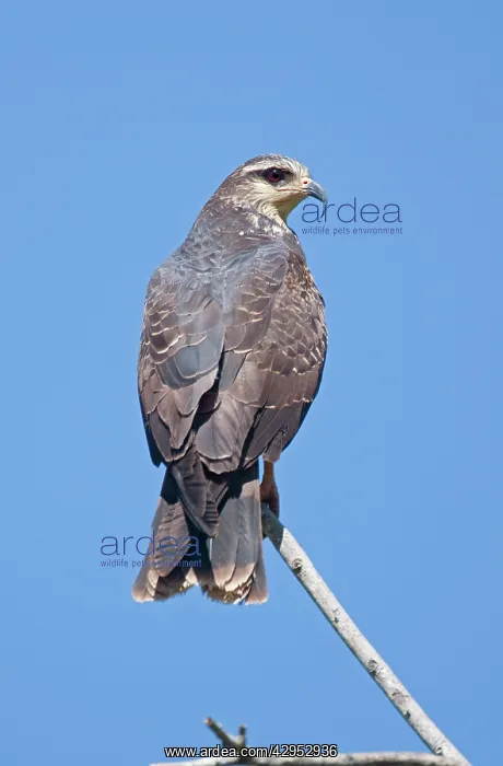: Snail Kite - March : Snail Kite - March
