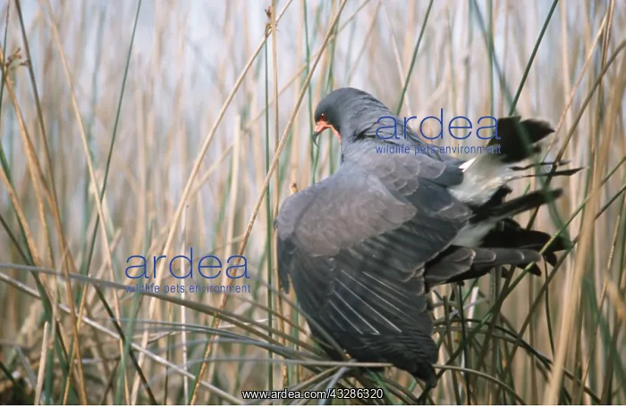 : SNAIL KITE - Mating : SNAIL KITE - Mating