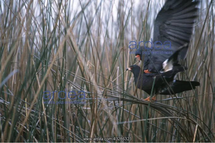 : SNAIL KITE - mating in reeds : SNAIL KITE - mating in reeds