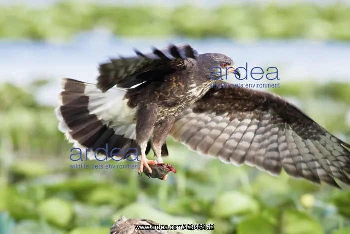 : Snail Kite - with turtle : Snail Kite - with turtle