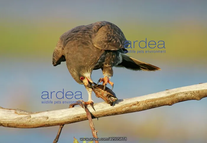 : Snail Kite - unusual behavior feeding on turtles : Snail Kite - unusual behavior feeding on turtles