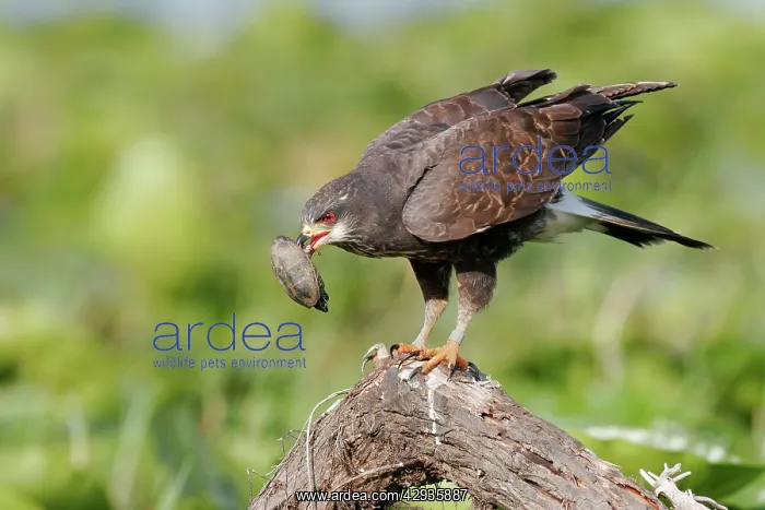 : Snail Kite - unusual behavior feeding on turtles : Snail Kite - unusual behavior feeding on turtles