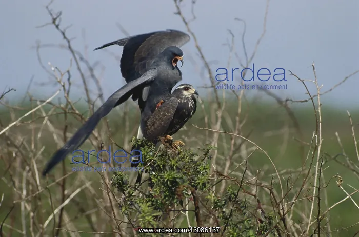 : Snail Kites Mating : Snail Kites Mating