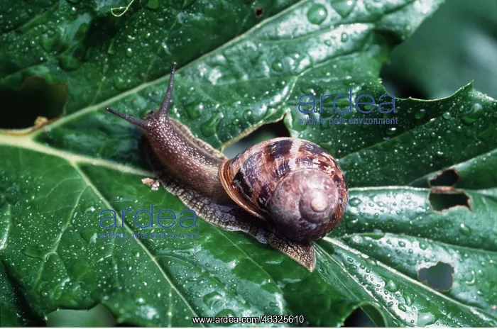 : SNAIL ON LEAF : SNAIL ON LEAF