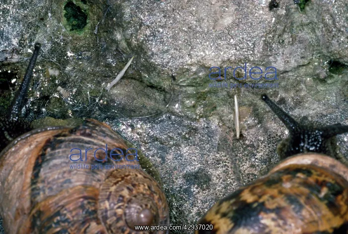 : Snail Love Darts - left behind after mating : Snail Love Darts - left behind after mating