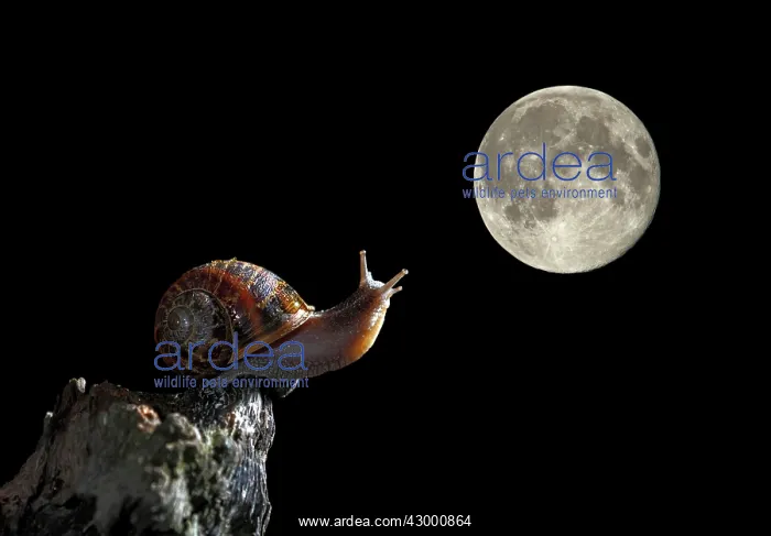: Snail - at night looking at the moon : Snail - at night looking at the moon