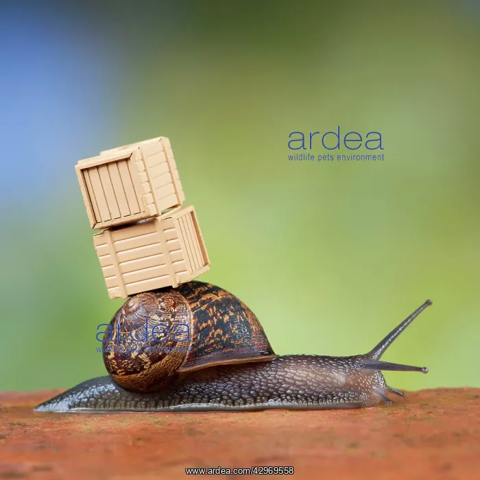  : Snail - with packing cases (moving house)