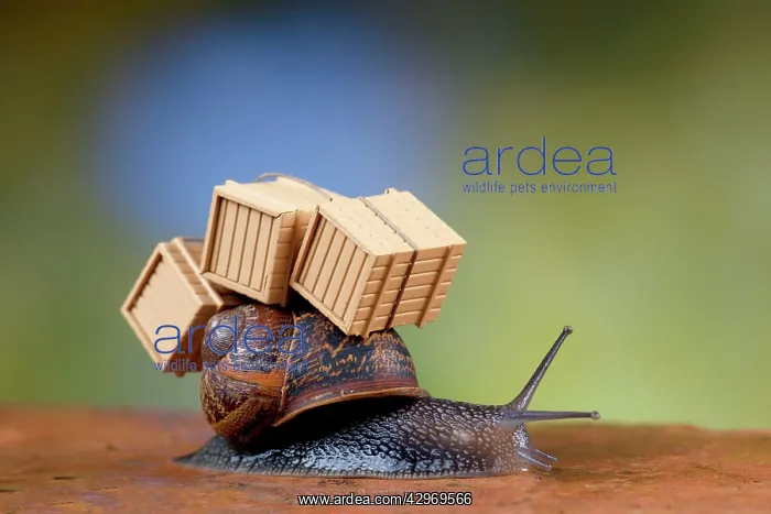  : Snail - with packing cases (moving house)