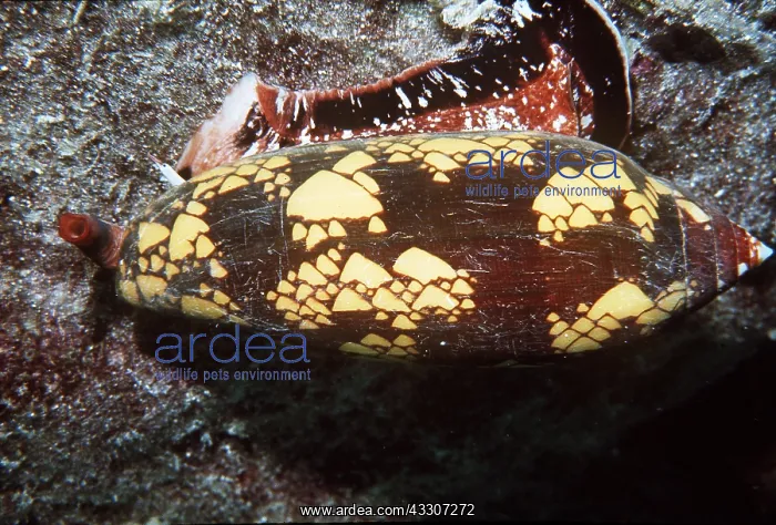 : Snail - Poisonous Cone SHELL : Snail - Poisonous Cone SHELL