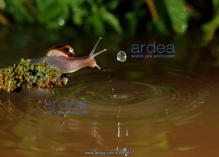 : Snail - in a pond with water drops : Snail - in a pond with water drops