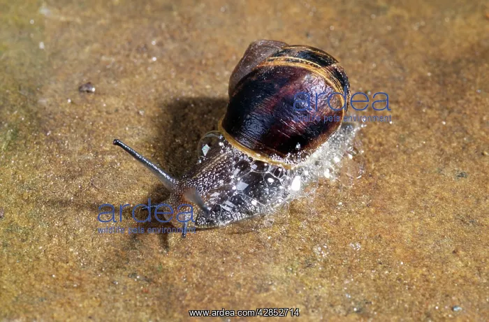  : Snail - protecting itself by producing sticky fluid