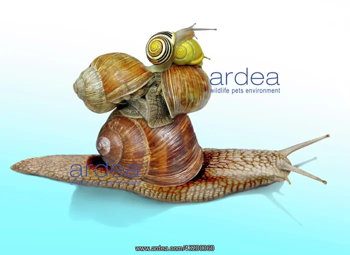 : Snail pyramid, five snails on top of each other : Snail pyramid, five snails on top of each other