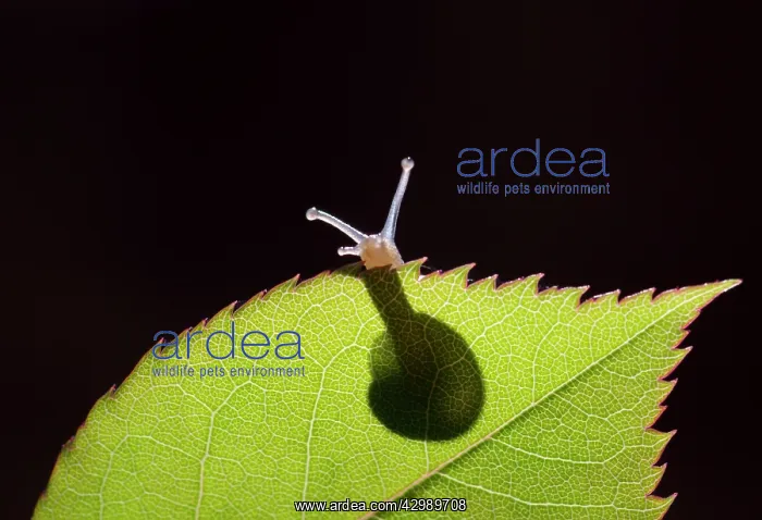 : Snail on rose leaf : Snail on rose leaf