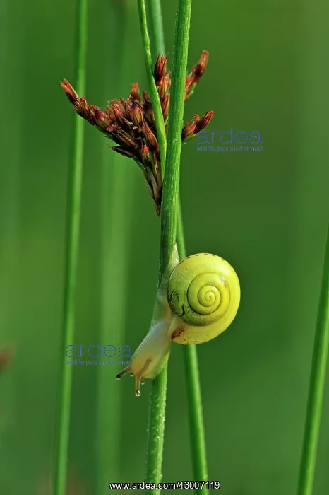 : Snail on rush cane : Snail on rush cane