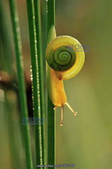 : Snail on rush cane : Snail on rush cane