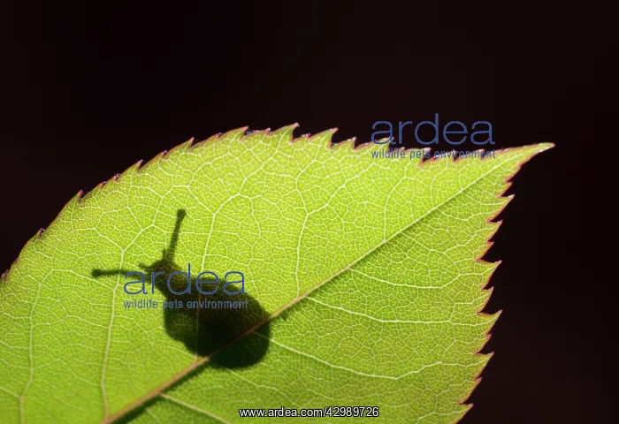: Snail shadow : Snail shadow
