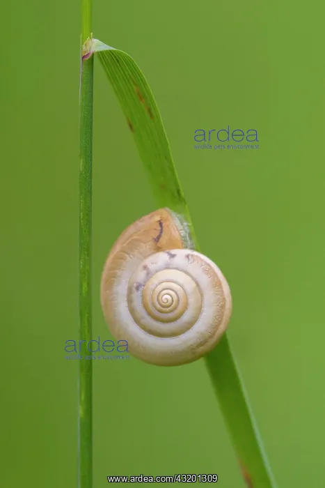 : Snail shell on a blade of grass, Leutratal, Thuringia : Snail shell on a blade of grass, Leutratal, Thuringia