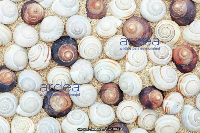 : Snail shells, Scotland, UK : Snail shells, Scotland, UK