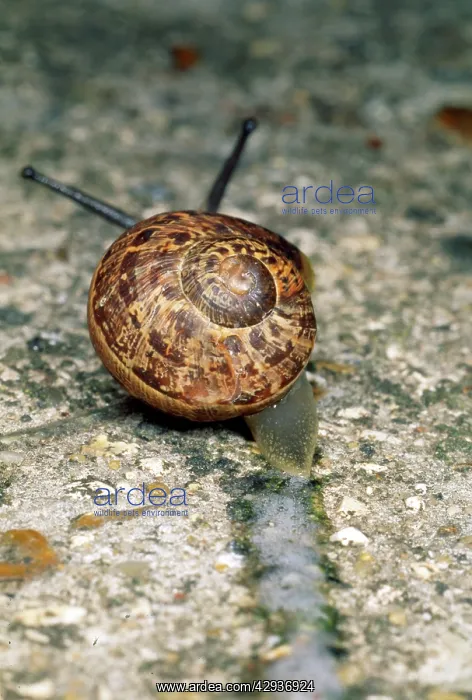 : Snail - slimy snail trail : Snail - slimy snail trail