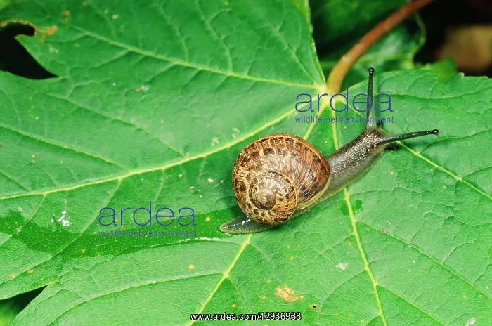 : SNAIL and slimy trail : SNAIL and slimy trail