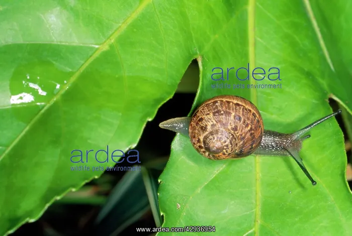: Snail - with slimy trail on leaf : Snail - with slimy trail on leaf