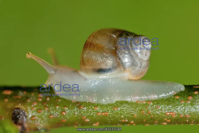 : Snail Snail on stem Klungkung Bali Indonesia : Snail Snail on stem Klungkung Bali Indonesia