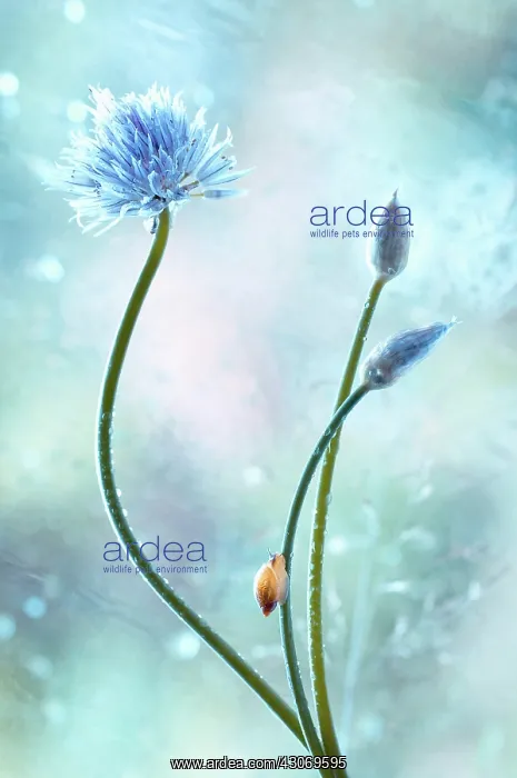 : Chive. Snail on stem of Chive, Allium schoenoprasum.Manipulated colours : Chive. Snail on stem of Chive, Allium schoenoprasum.Manipulated colours