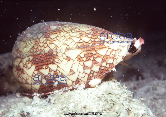 : Snail - Textile Cone SHELL : Snail - Textile Cone SHELL