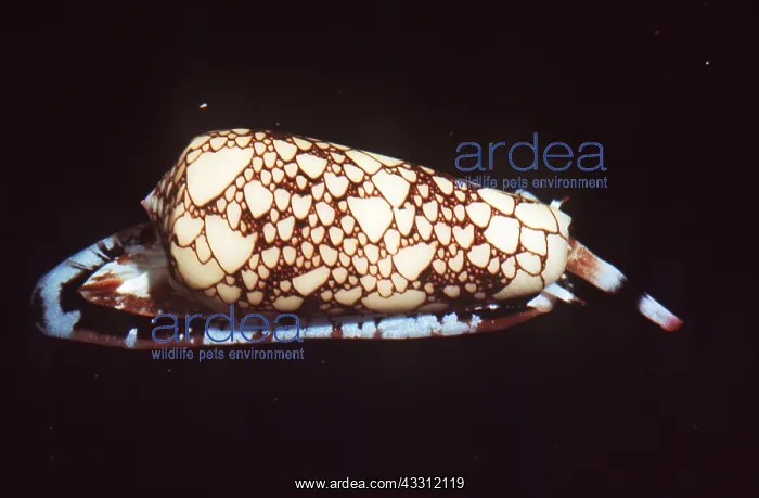: Snail - Textile Cone Venomous SHELL : Snail - Textile Cone Venomous SHELL