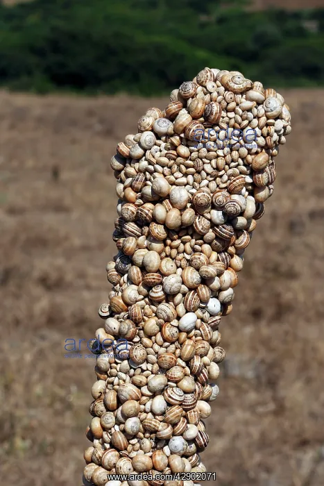 : Snails - aestivating during the dry season : Snails - aestivating during the dry season