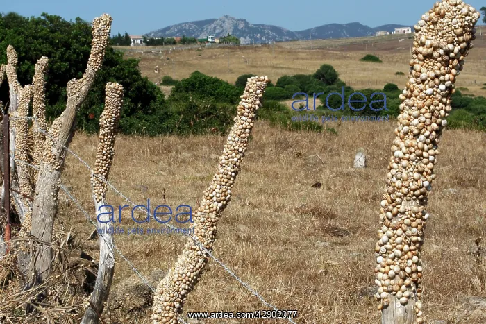 : Snails - aestivating during the dry season : Snails - aestivating during the dry season