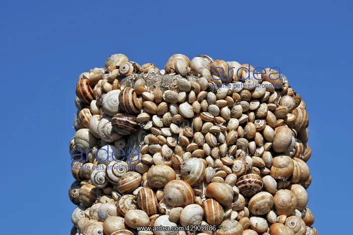 : Snails - aestivating during the dry season : Snails - aestivating during the dry season