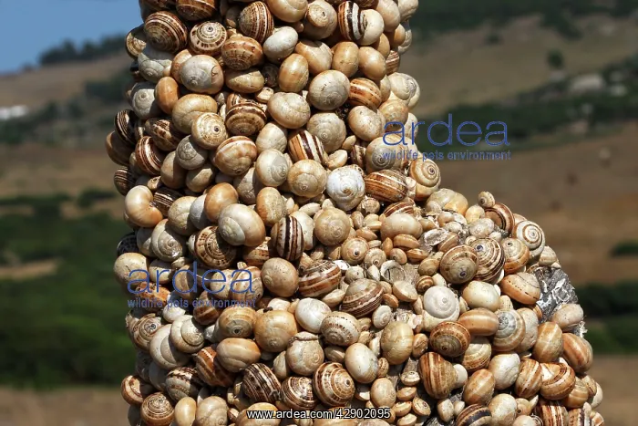 : Snails - aestivating during the dry season : Snails - aestivating during the dry season