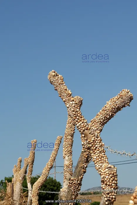  : Snails - aestivating during the dry season