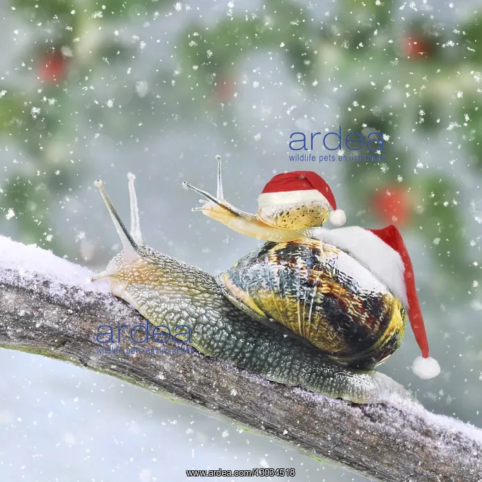 : Snails with Christmas hats on branch in winter snow : Snails with Christmas hats on branch in winter snow