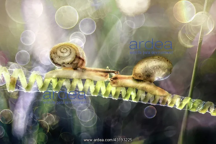  : Two Snails on a climbing plant, Luzzara, Reggio