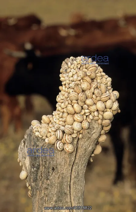: Snails - clustered on post during the dry season : Snails - clustered on post during the dry season