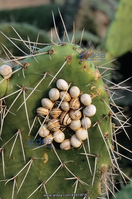 : Snails - clustered on prickly pear during the dry season : Snails - clustered on prickly pear during the dry season