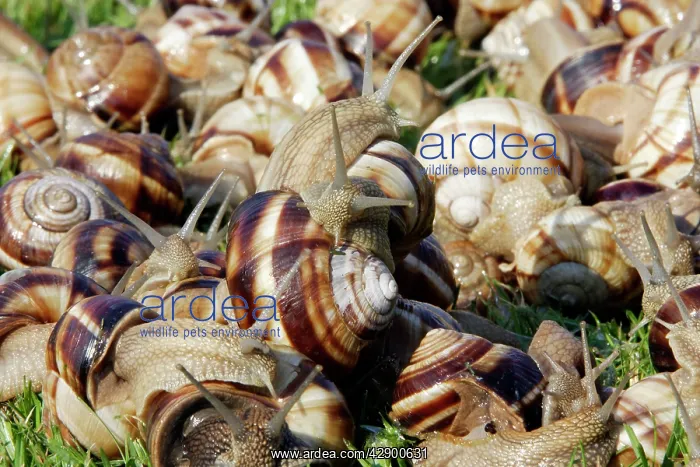  : Snails - 'Escargot Turc' (Turkish snail) - edible