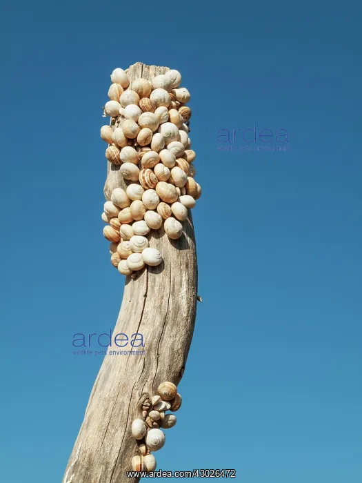  : Snails at a fence post Andalusia, Spain