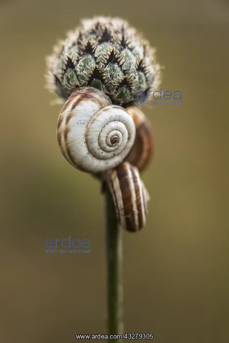  : Three snails hanging in a flower, France, Picar