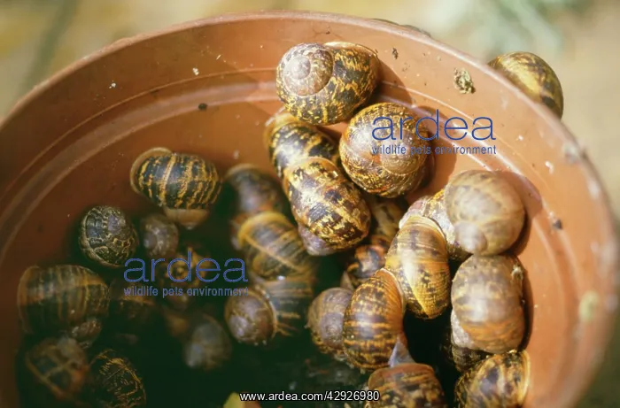 : Snails - Hibernating in garden pot : Snails - Hibernating in garden pot