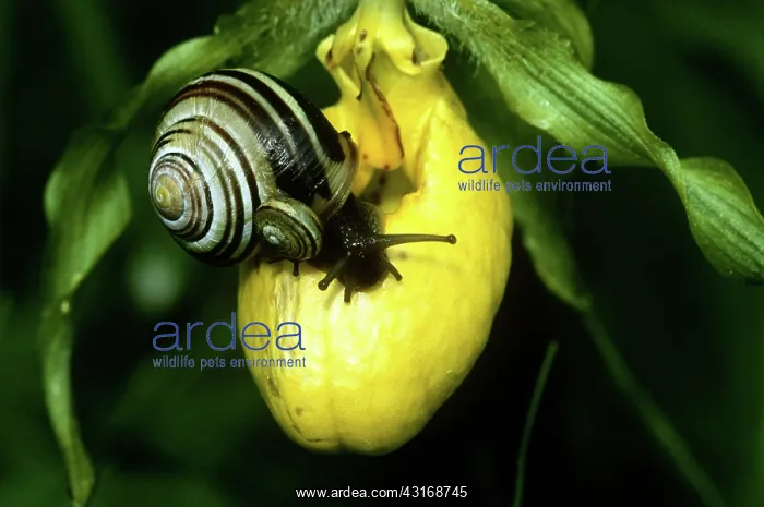 : Snails on Lady's Slipper : Snails on Lady's Slipper