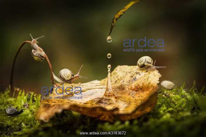 : Snails at luna park, Mantova, Italy : Snails at luna park, Mantova, Italy