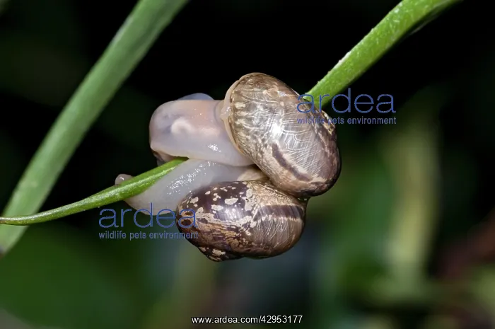 : Snails - mating : Snails - mating